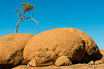 tree on boulders