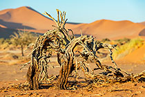 dead wood on sand