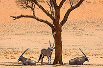 oryxs under camelthorn tree