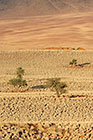 grass on sand dunes & mountains at sunset