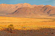 grass on sand dunes & mountains at sunset