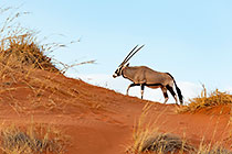 Oryx