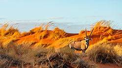 Oryx