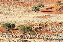 grass on sand dunes & mountains