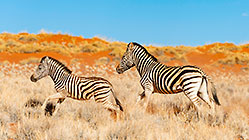 zebras on sand dune