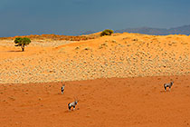 oryxs on sand dune under storm
