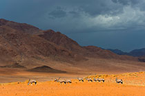 oryxs on sand dune under storm