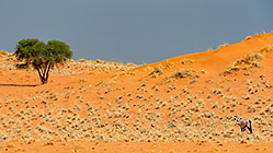 Oryx