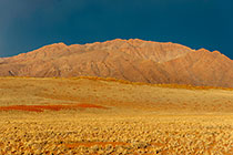 grass &  trees on sand dune under storm at sunset
