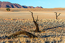 dead trees & dry grass on sand dunes