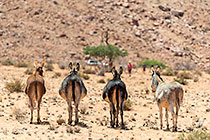 donkeys