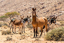 Zorse