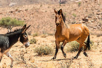 Zorse
