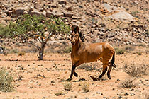 Zorse