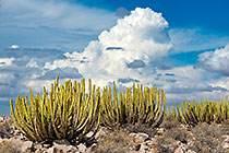 euphorbia & rocks | clouds