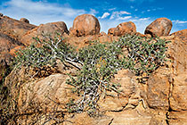 bush between boulders