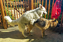 Sheba & Max dogs mating