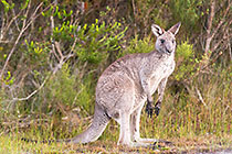 Kanguru