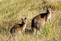 Kangurus