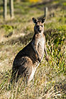Kangurus