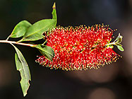 red flowers