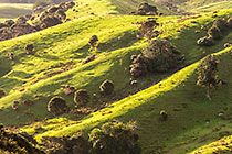 farmland in late afternoon sunshine