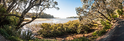 trees along lagoon