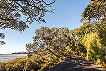 trees along lagoon