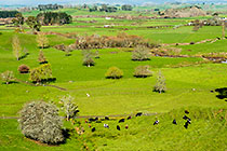 green farmland