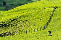 green farmland