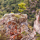 rocks & lichens