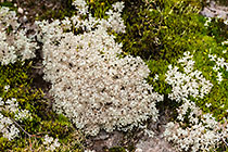 white lichens