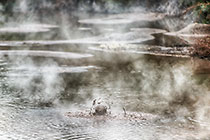 Mud Pool