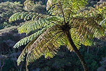 tree fern