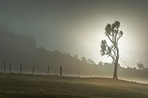 Cabbage Tree