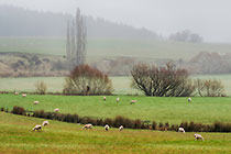farmland under rain