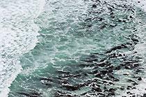 Kelps & Waves