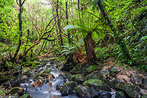 river & trees in forest
