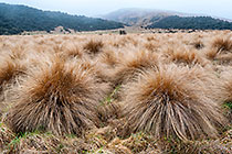 grass under rain