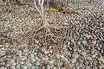 Roots & Pebbles