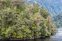 Verdant Shoreline