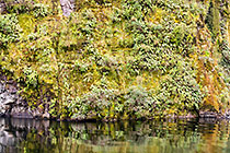 vegetation along Doubtful Sound fjord