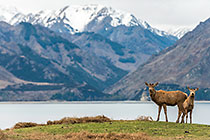 Deers