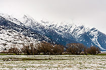 trees & mountains