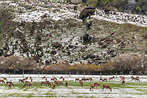 deers along road