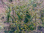 Lichens