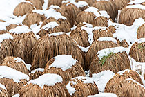 Snowy Rasta