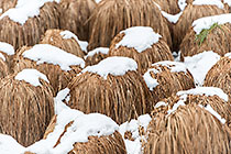 Snow Capped