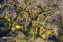 trees with lichens & cob webs
