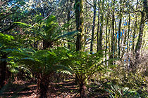 tree ferns in forest
